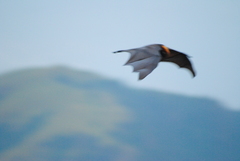 Pteropus vampyrus