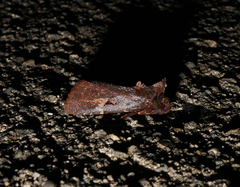 Austramathes purpurea