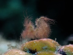Phycocaris simulans