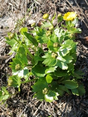 Ranunculus altaicus