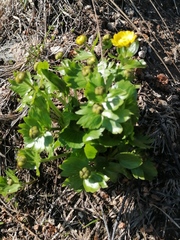 Ranunculus altaicus