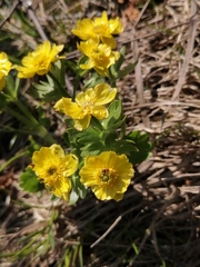 Ranunculus altaicus
