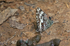 Charaxes etesipe
