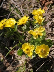 Ranunculus altaicus