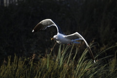 Larus occidentalis