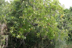 Cerbera odollam