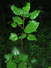 Populus deltoides deltoides