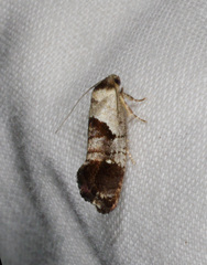 Eupselia holoxantha