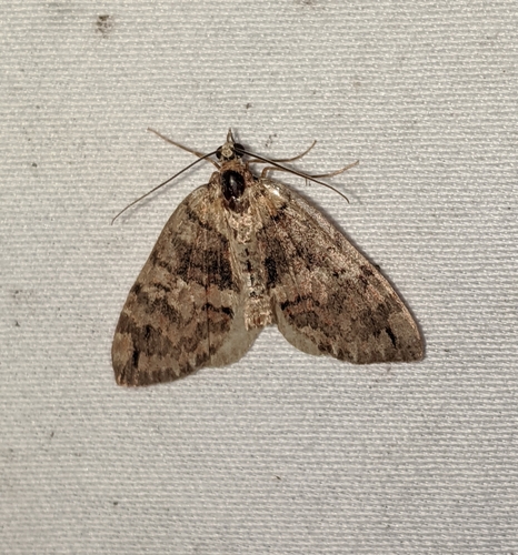Hydriomena marinata