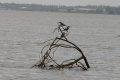 Ceryle rudis leucomelanurus