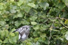 Ceryle rudis leucomelanurus