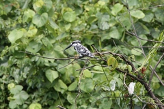 Ceryle rudis leucomelanurus