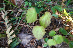 Epimediinae