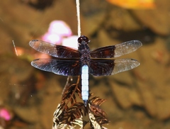 Thermorthemis madagascariensis