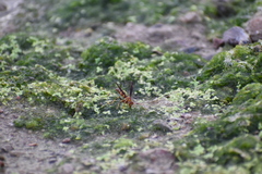 Polistes arizonensis