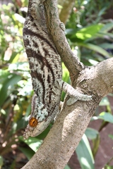 Calumma parsonii parsonii