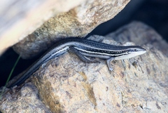 Trachylepis gravenhorstii
