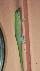 Phelsuma kochi