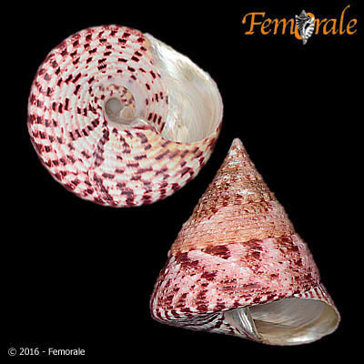 Rochia conus