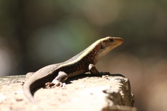 Zonosaurus laticaudatus