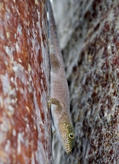 Phelsuma standingi