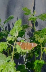 Celaenorrhinus putra