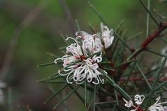 Hakea decurrens physocarpa