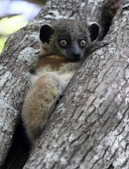 Lepilemur