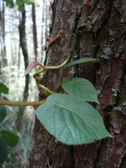 Actinidia setosa