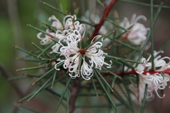 Hakea decurrens physocarpa