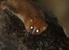 Microcebus