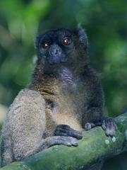 Prolemur simus