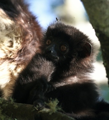 Propithecus edwardsi