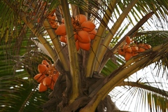 Cocos nucifera