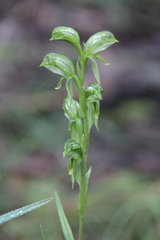 Pterostylis smaragdyna