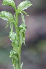 Pterostylis smaragdyna