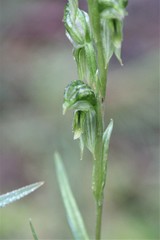 Pterostylis smaragdyna