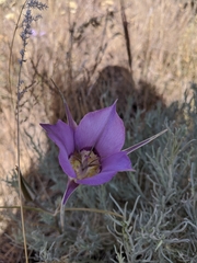 Calochortus macrocarpus macrocarpus