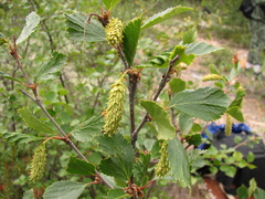 Betula fruticosa