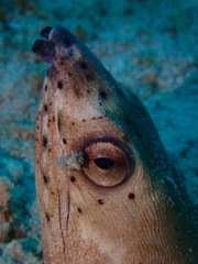 Ophichthus altipennis