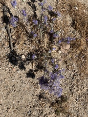 Eriastrum densifolium