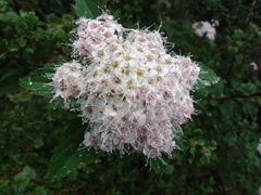 Spiraea formosana