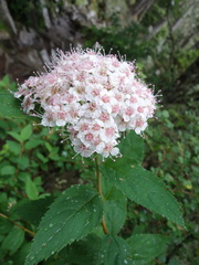Spiraea formosana