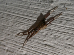 Episinus truncatus