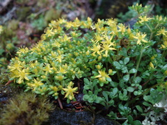 Sedum morrisonense