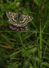 Muschampia tessellum