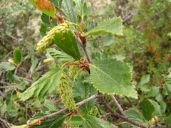 Betula fruticosa