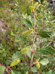Betula fruticosa