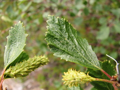 Betula fruticosa