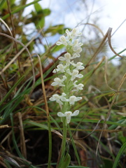 Platanthera brevicalcarata
